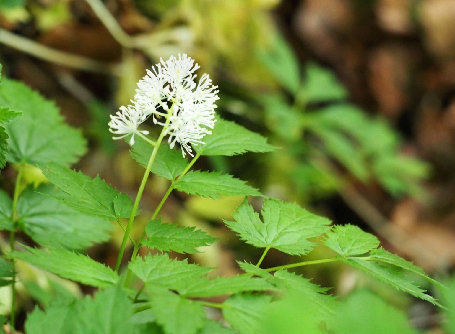 Baneberry